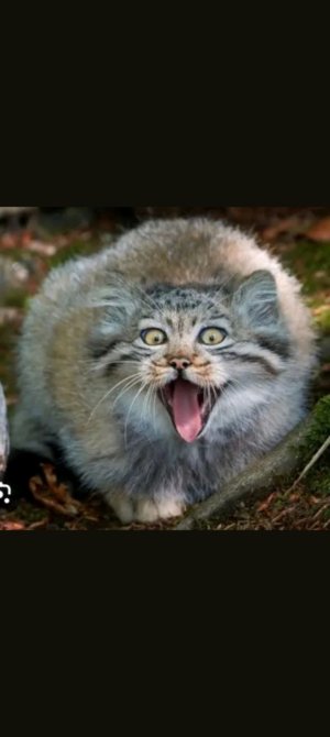 Тутор на бумажных котиков