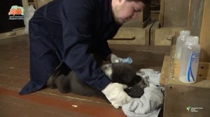 МИСОЧНАЯ НАУКА ДЛЯ МЕДВЕЖЬЕГО НАРОДА