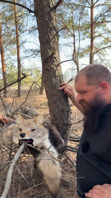 Полевые мыши против волка