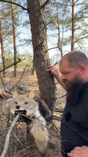 Полевые мыши против волка