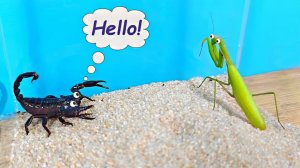 Что если дикий Богомол встретит моего Скорпиона?