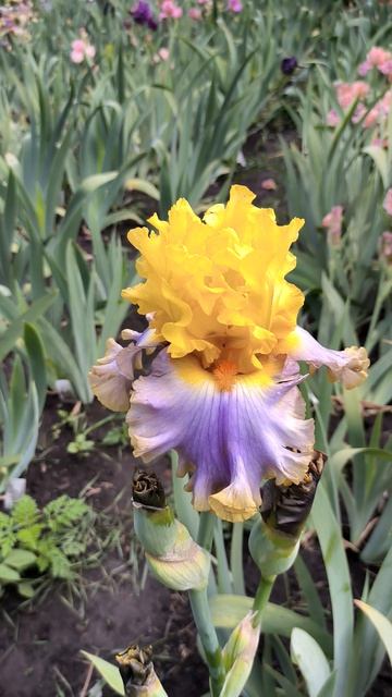 Ирисы БАРБАРА РАЙДЕР/ BARBARA RIDER (Джонсон, 2015) и ДЖОРДЖЕТ СИЛК / GEORGETTE SILK (Блайз, 2014)