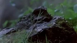 Дарья МИХАЙЛОВА (Похищение Савойи)