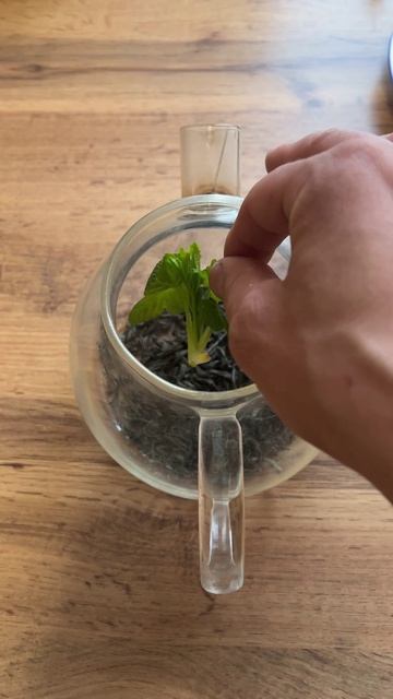 Витаминный чай 🫖 #чай #природа #витамины #чаепитие