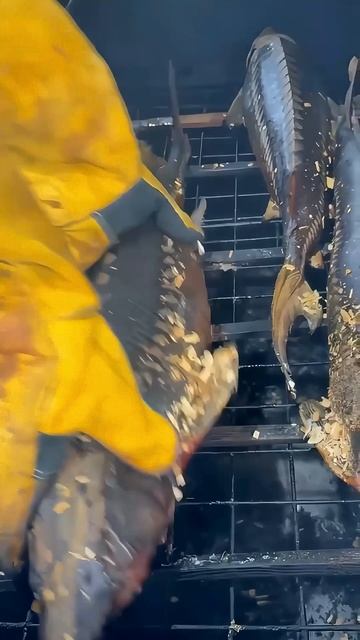 Ачуевская с распахом.