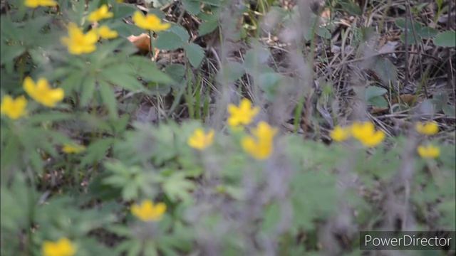 Липецкая обл. пос.Силикатный. Апрель 2025 г.