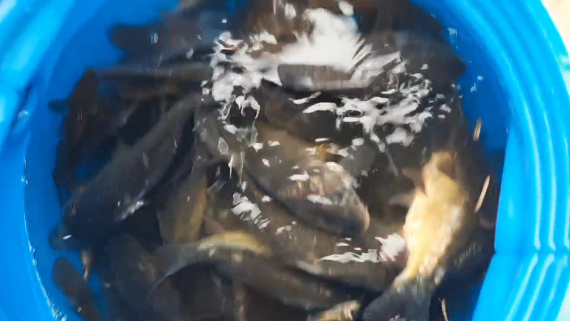 запускаем рыбку в пруд