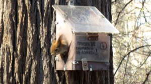 Белка ест из птичьей кормушки