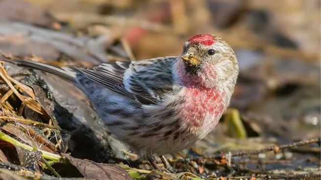 Петергоф _ Парк Александрия_2