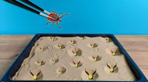 Что если Клещ кровопийца попадет в логово к муравьиным львам?