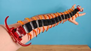 Моя Сколопендра стала монстром после линьки!