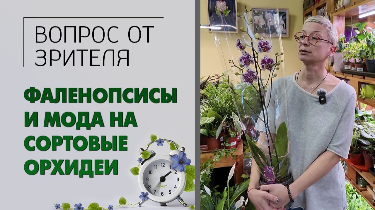 Вопрос-ответ: про фаленопсисы, моду на сортовые орхидеи. Обсуждают ли флористы между собой закупки.