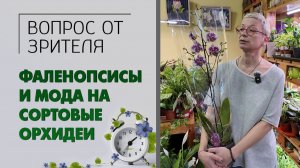 Вопрос-ответ: про фаленопсисы, моду на сортовые орхидеи. Обсуждают ли флористы между собой закупки.