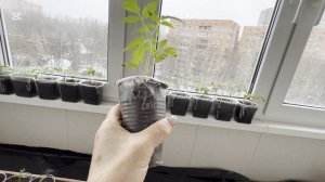 Погода испортилась, полный обзор всей рассады на 10 Апреля