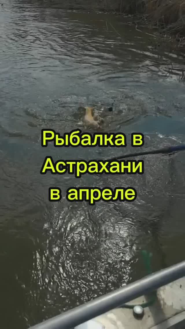 Рыбалка в Астрахани в апреле. Часть 4. Ищем щуку и окуня. Сазан