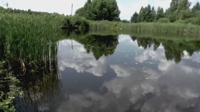 Звуки природы. Птицы. Дрозд чёрный в лесу в деревне