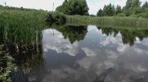 Звуки природы. Птицы. Дрозд чёрный в лесу в деревне