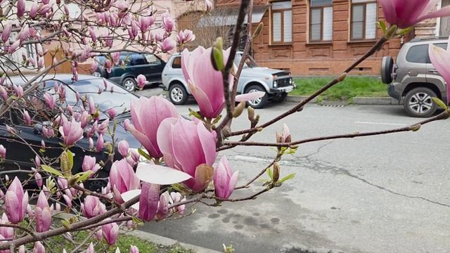 Магнолия цветёт2026