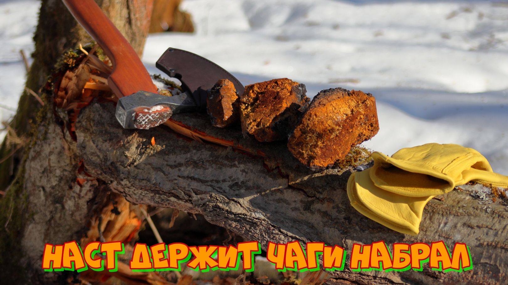 Сбегал по насту за Ольховой чагой -8 на утро 10.04.26г.