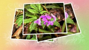 Пробуждение от зимнего сна - Первоцветы Русского леса встречают март 2026 года