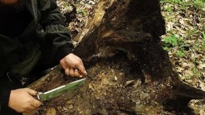 ВЫЖИТЬ В ЛЕСУ НЕВОЗМОЖНО| Найти еду и воду, развести костер, не так просто как кажется