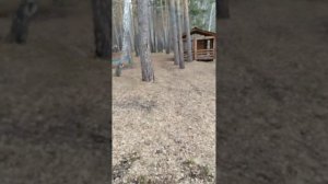 Березовое эскимо