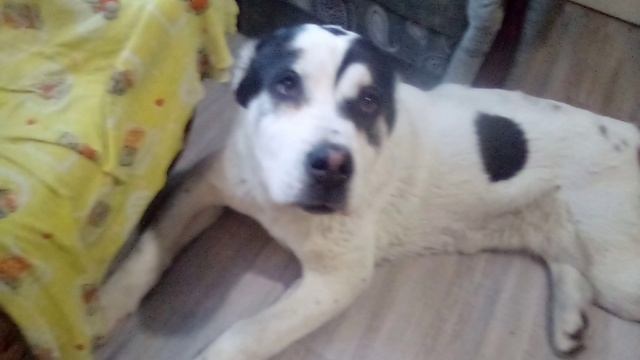 премьера песни моя собака вьюга12-04-2026