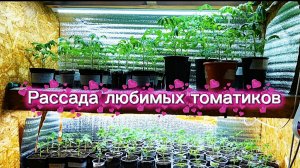 10.04.26 Рассада томатов отлично подросла.❤️❤️❤️