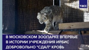 В Московском зоопарке впервые в истории учреждения ирбис добровольно "сдал" кровь