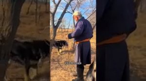 Традиционная жизнь на открытом воздухе в степях монголов Чахарского царства Восьми Знамен!