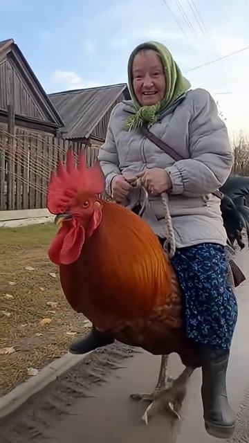 Бабка на петухе — безумный деревенский челлендж!