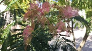 Один из дней города Евпатории | 8 сентября 2021 год | Крым ХАН БАТОН XAH 6ATOH | VID_20210908_150542