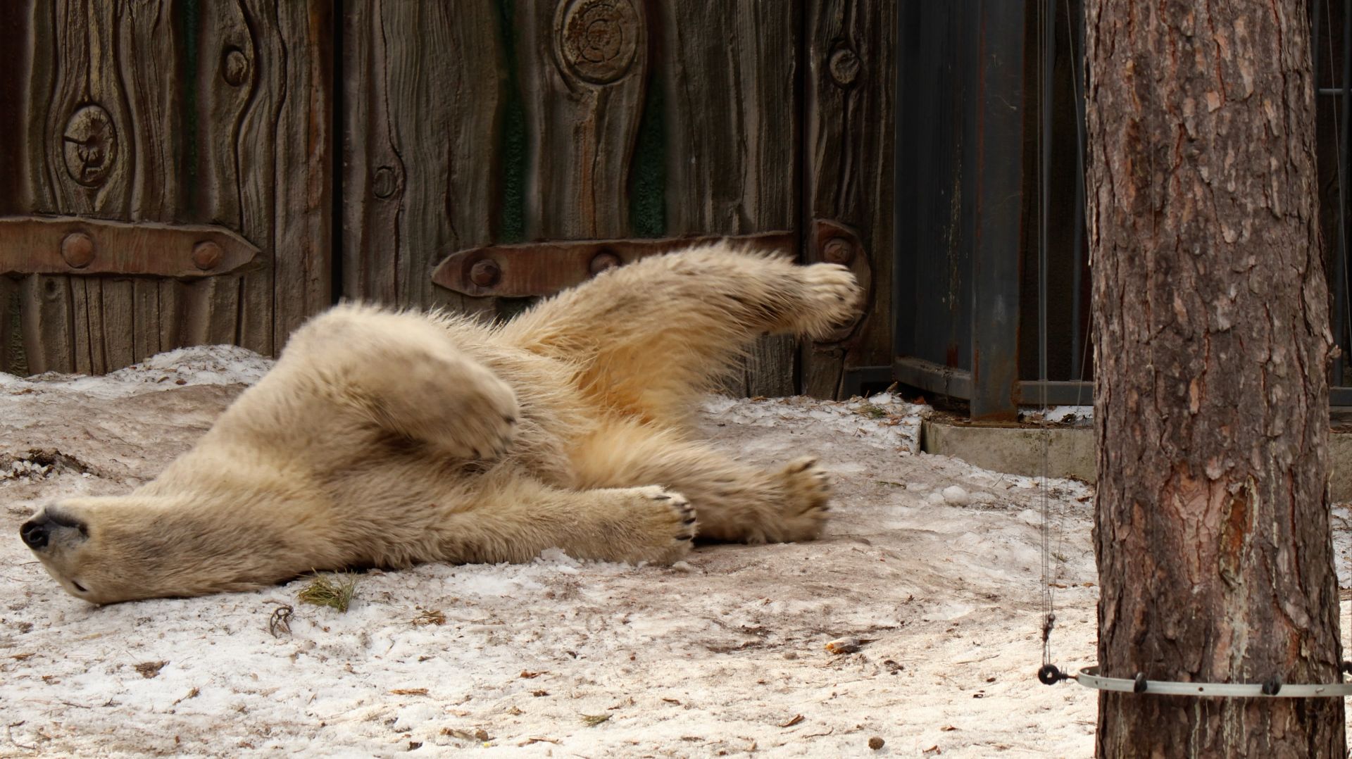 Белка чистит шубку послу купания..