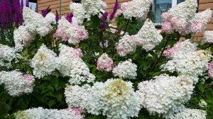 Просто отдохните! Обзор моих гортензий!