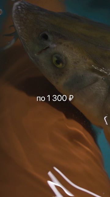 С 2 500 мальков осетра можно получить 5,2 млн, а чистыми останется — 2 млн.