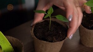 Мой Загородный (245)