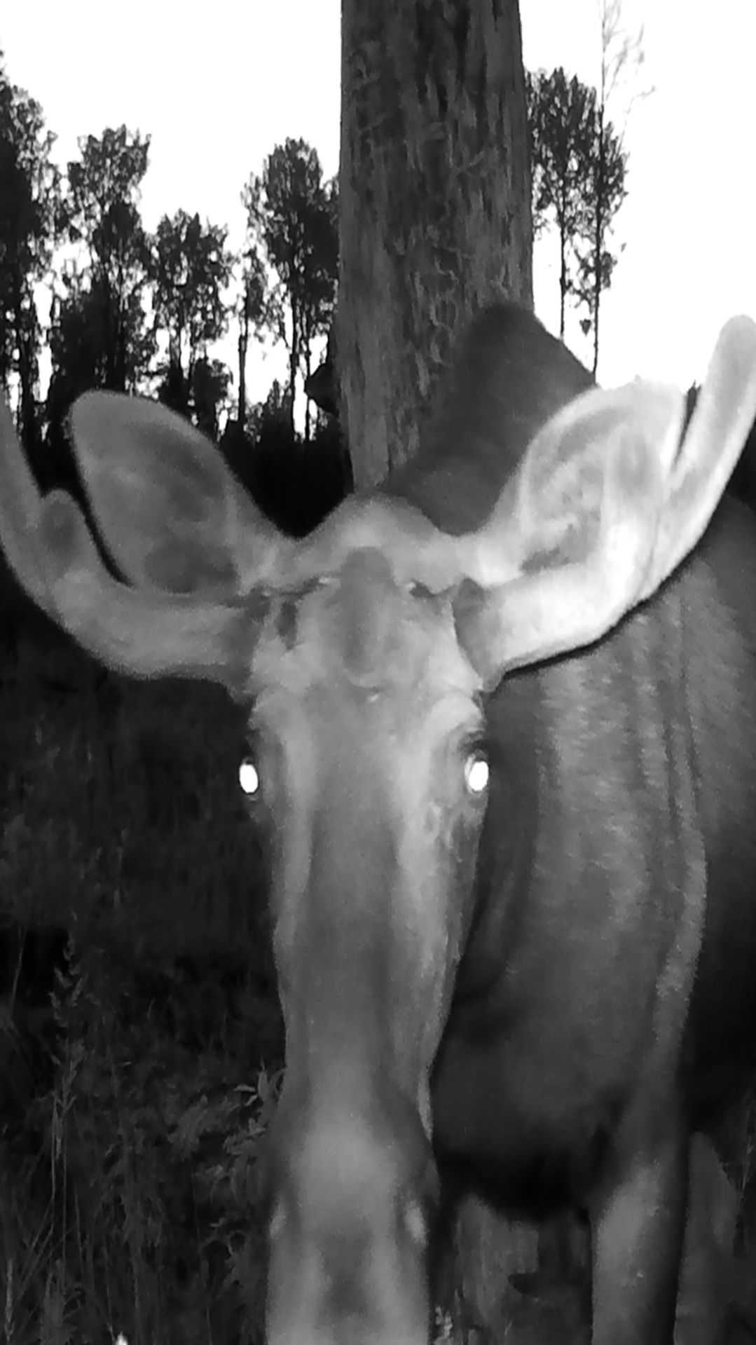 Лось и фотоловушка: история знакомства