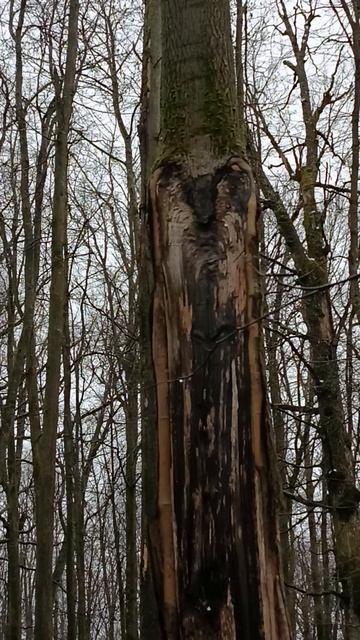 Стражник в роще!