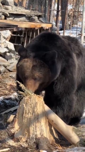 КАК МЫ «ХОЗЯИНА ЛЕСА» ПОДКУПАЛИ, ИЛИ ПИР НА ВЕСЬ МИР!