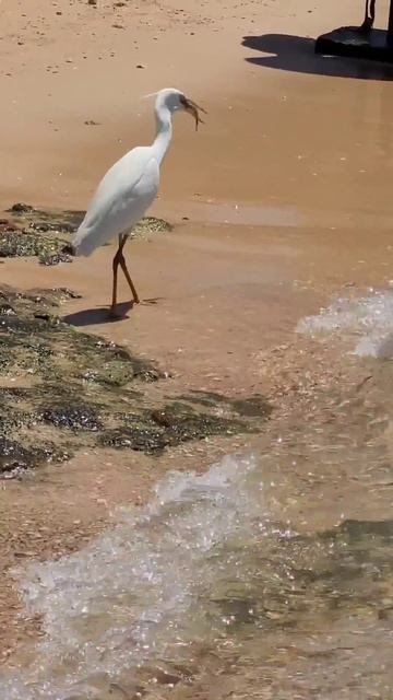 ВЫЖИВАТЬ НАДО ВСЕМ #отдых #море #travel