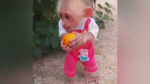 БЕЗУМНО МИЛЫЕ ОБЕЗЬЯНКИ | ПРИКОЛЫ С ЖИВОТНЫМИ | РАЗВЛЕКАТЕЛЬНОЕ ВИДЕО | МИЛЫЕ ОБЕЗЬЯНКИ