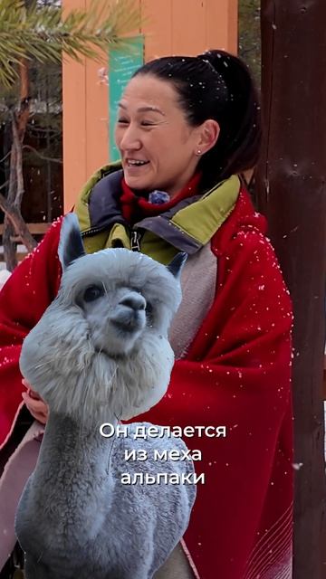 База отдыха с альпаками в Якутске! Смотрите обзор на канале!