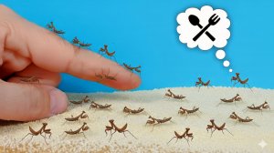 Родилось 100 маленьких богомолов! Чем их кормить?