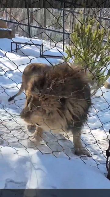 Царь не в духе, или Утро началось не с кофе!