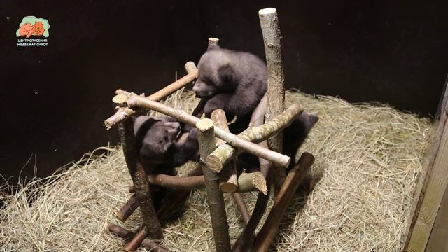 Карамелька, Коврижка и Плюшка, так назвали трех медвежат из Удмуртии