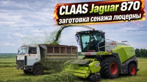 CLAAS JAGUAR 870 погрузка сенажа люцерны
