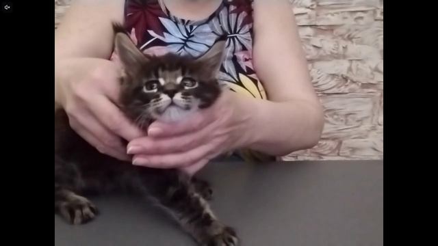 Котята питомника кошек ДЖЕЙБО КУН