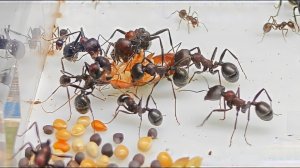 Муравьиная ферма- секретная жизнь муравьев!