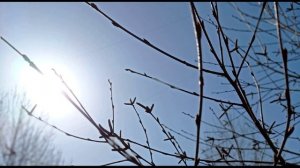 И. Бунин. Христос воскрес! Опять с зарёю...