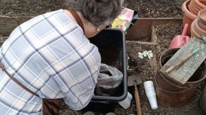 10.04.26. Хорошо когда не холодно, можно работать в теплице. Переваливаю и пересаживаю.